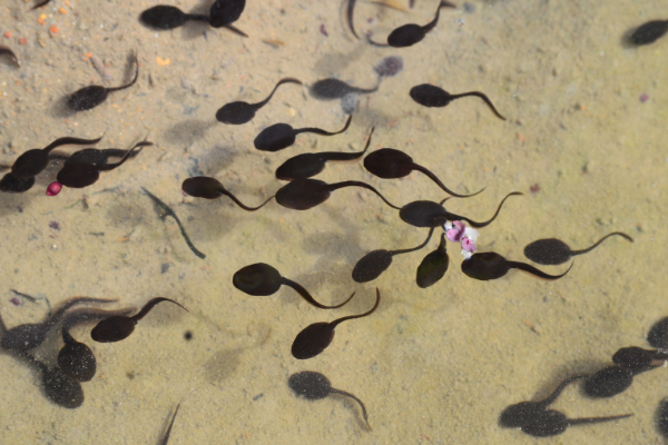 Imagem com vários girinos dentro da água