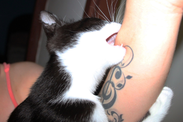 Gato mordendo o braço de uma pessoa