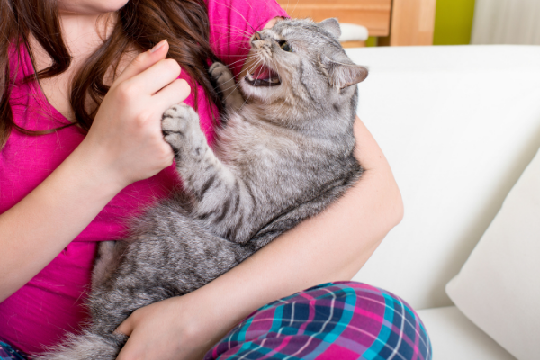 Gato no colo de uma pessoa  em posição de ataque