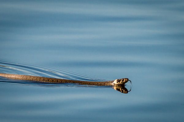 Peter Dahlgren / Getty Images / Canva Cobra nadando na água