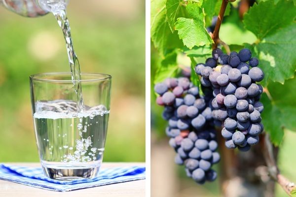 Imagem em gride de copo d'água e cacho de uva
