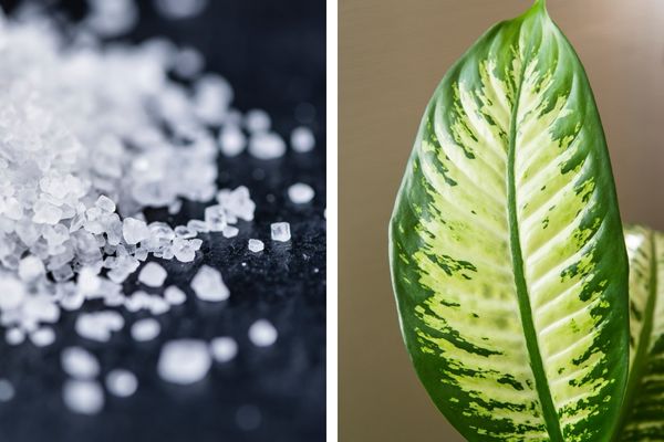 Imagem em gride de sal grosso e da planta Dieffenbachia seguine