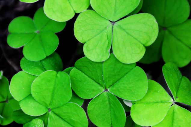 Imagem de trevos de quatro folhas