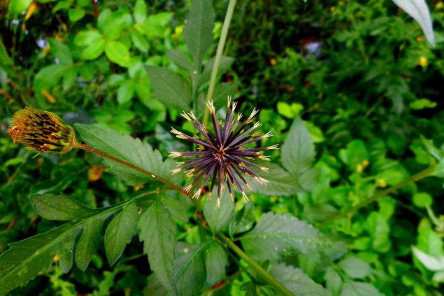 Imagem de um pição preto e folhas em volta