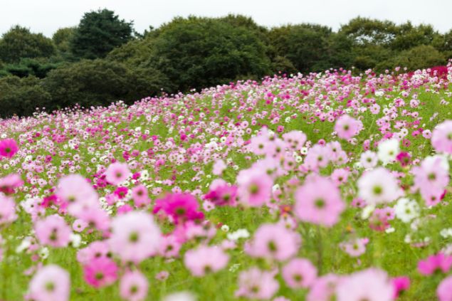 Imagem de um campo de flor de cosmos