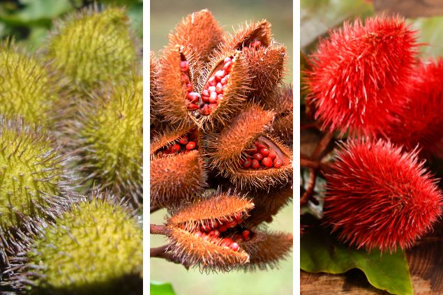 Gride das imagens dos três tipos de urucum: comum, peruano e amarelo