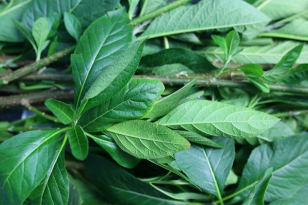 Imagem do tipo de assa-peixe Vernonia amygdalina