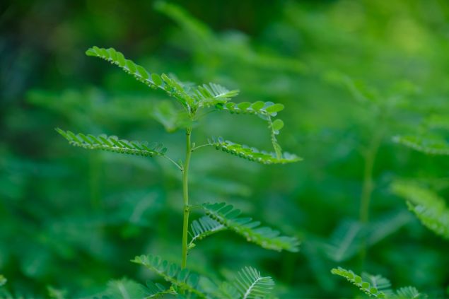 Imagem da planta Phyllantus amarus