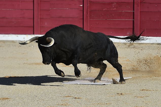 Touro correndo em arena