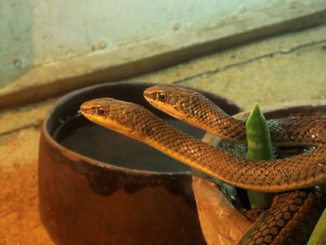 Cobra de duas cabeças perto de vaso