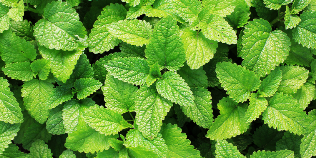 Folhas de hortelã.