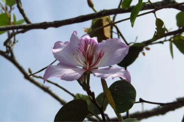 Flor de Pata de Vaca