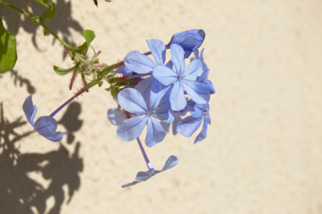 Bela emilia azul arroxeada