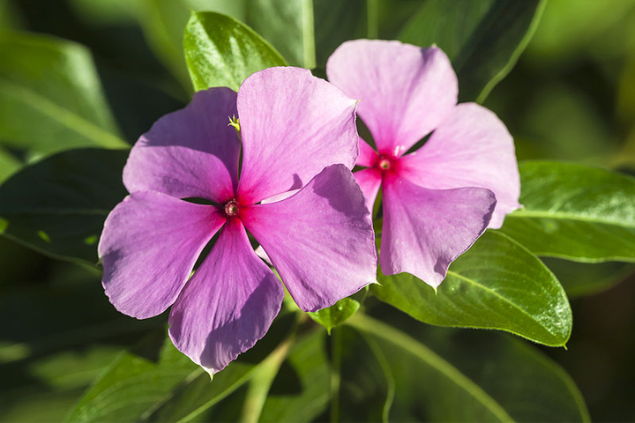 Flor maria-sem-vergonha