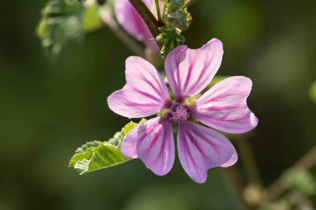 Flor de Malva