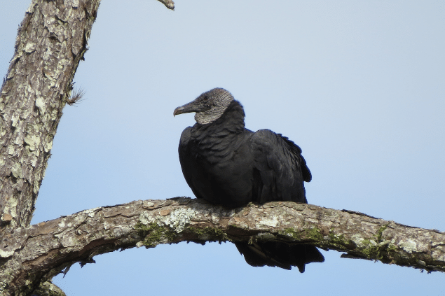 Urubu descansando em cima de árvore