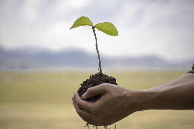 Pessoa com um pedaço de muda e terra em suas mãos