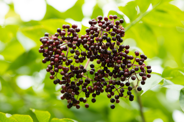 Frutos do Sabugueiro