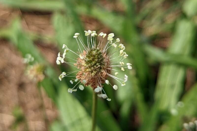 Tanchagem vista de cima