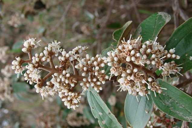 Flor de canela de velho