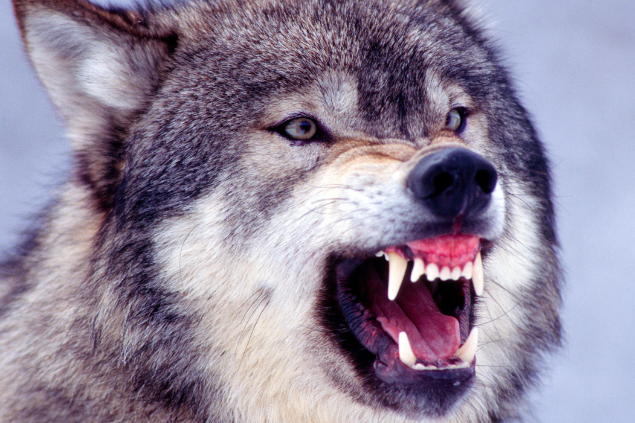 Lobo cinza rosnando