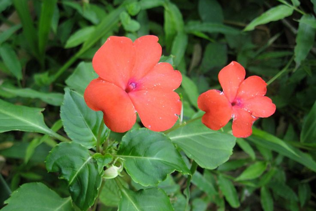 Flor maria-sem-vergonha