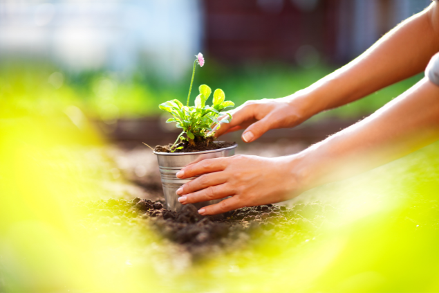 Pessoa plantando uma flor