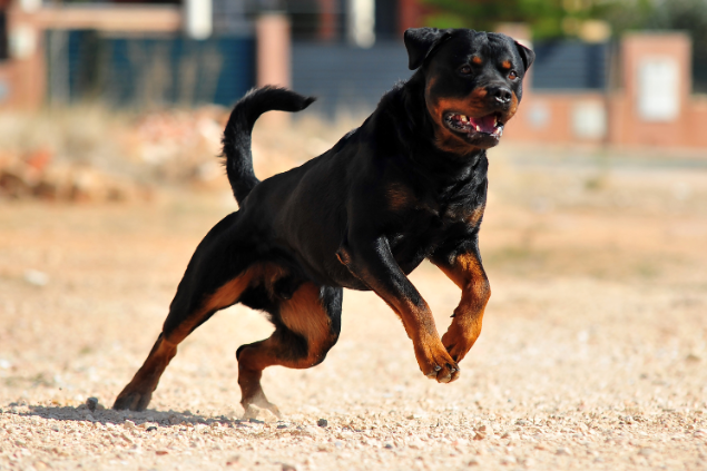 rottweiler correndo ao ar livre