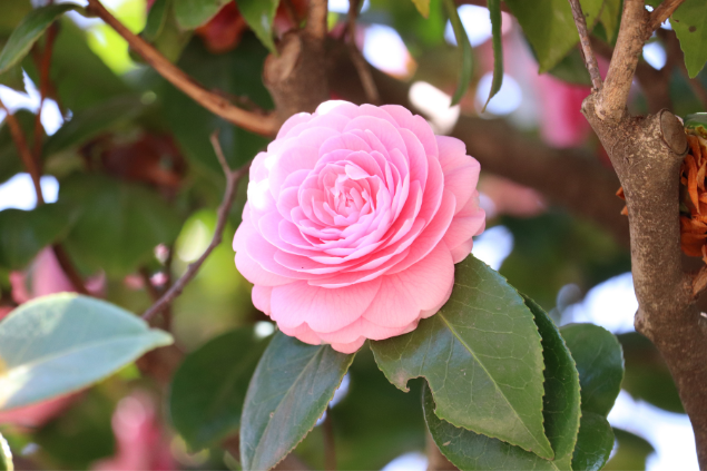 Camélia rosa 