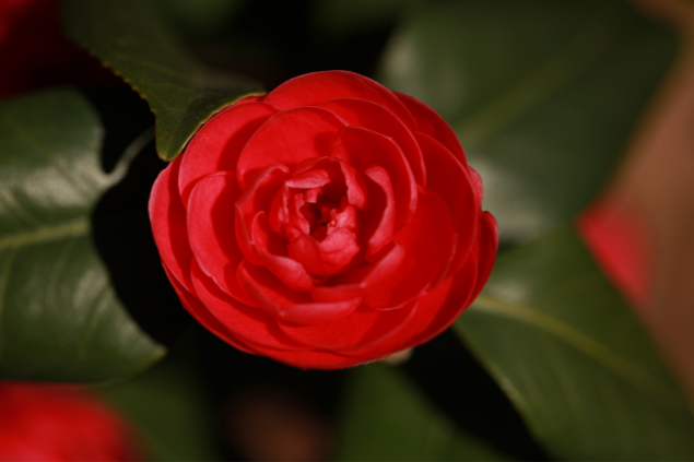 Camélia vermelha