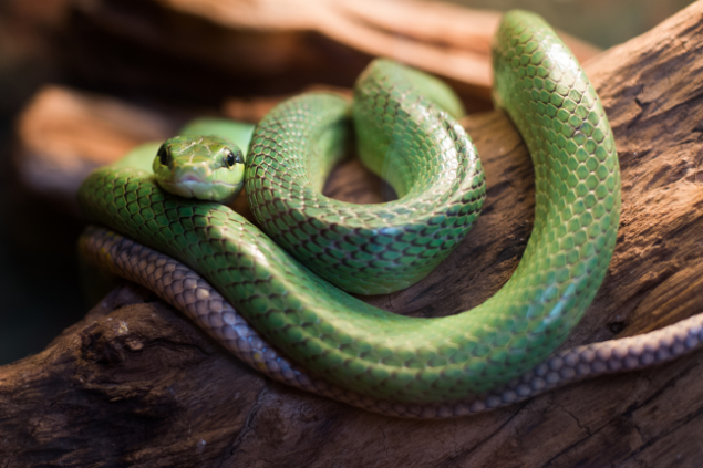 Cobra verde enrolada em tronco de árvore 