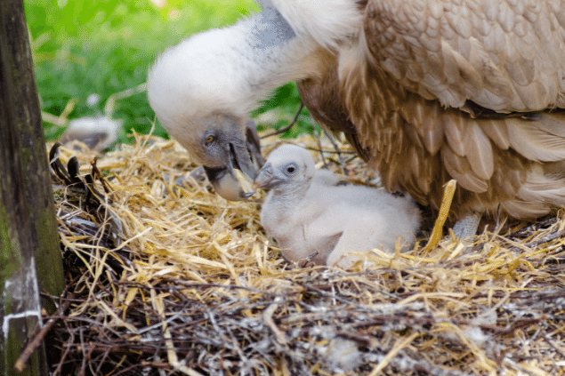 Urubu cuidando de seu filhote