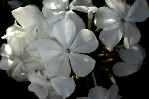 Bela emilia na cor branca