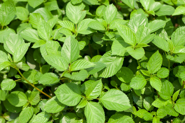 Planta Malva sem flores