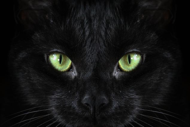 Imagem do rosto de um gato preto com olhos verdes, simbolizando o Exu Gato Preto.