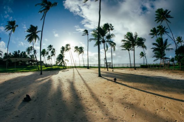 Imagem da Praia do Forte, na Bahia. Praia tranquila, com vários pés de coqueiros em sua orla.