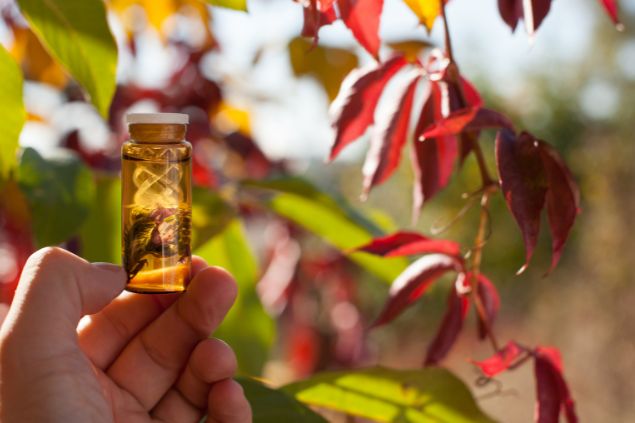 Imagem de uma mão segurando um fraco de floral Rescue.