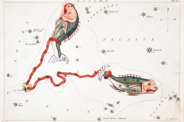 Imagem de dois peixes simbolizando o signo de peixes.