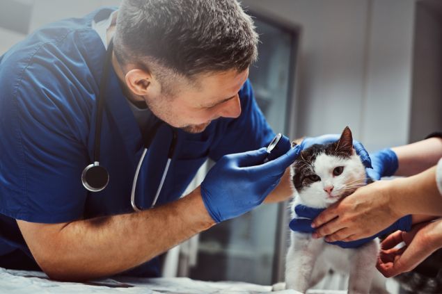 Imagem de um médico veterinário examinando o seu paciente que é um gatinho.