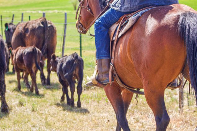 Imagem de um boiadeiro sentando em seu cavalo marrom, tocando a sua boiada em um pasto verde.