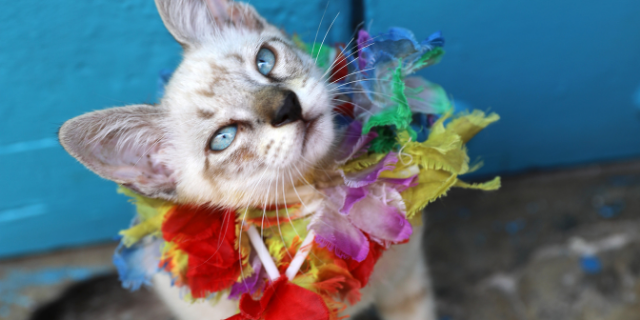 Gato com ornamento no pescoço. 