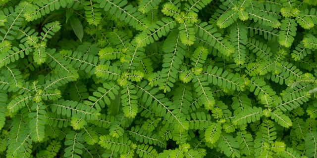 Planta phyllanthus niruri.