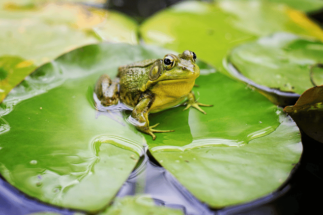 Sapo touro sentando em uma folha de lótus em lago. 