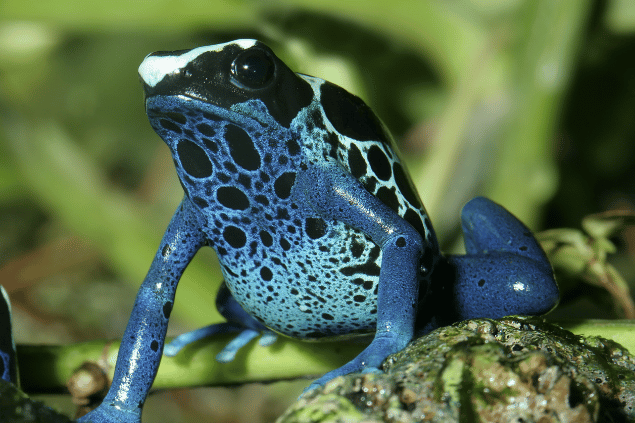 Sapo azul com pintas pretas na natureza