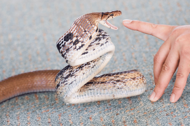 Cobra picando dedo de uma pessoa. 