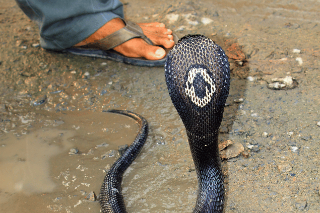 Cobra preta próxima de atacar pé de homem. 