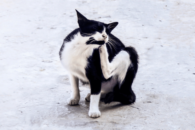 Gatinho com pulgas se coçando. 