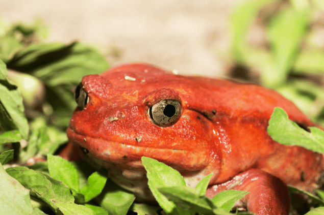  Sapo grande e vermelho cor de tomate em meio de plantinhas. 