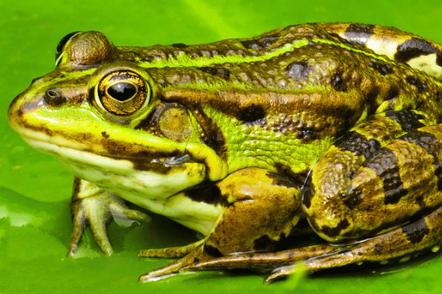 Sapo grande em cima de uma folha verde. 