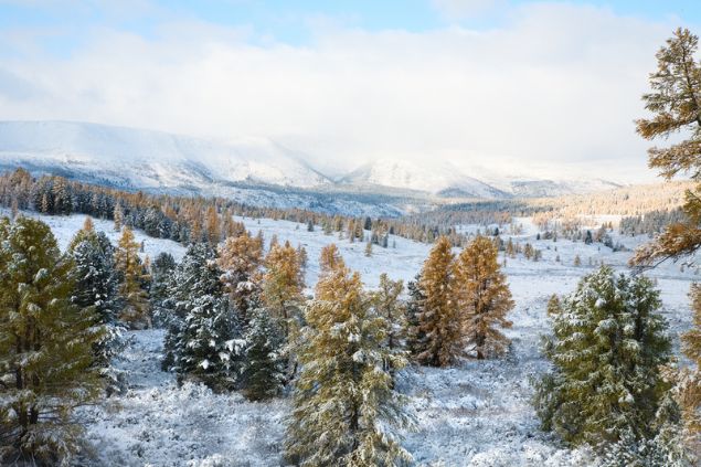 Paisagem com várias árvores cobertas por neve.